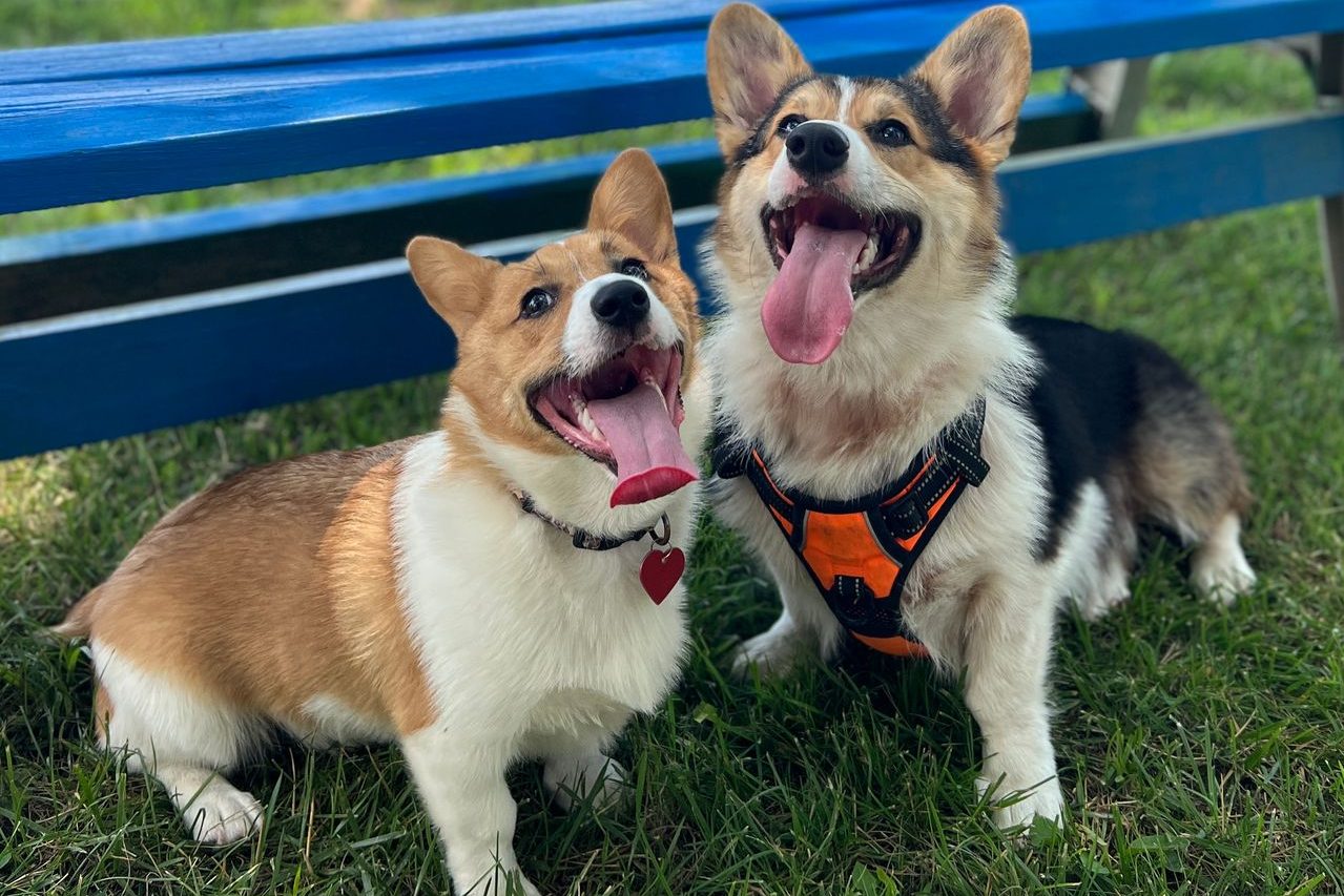 Dogs at Branson Park